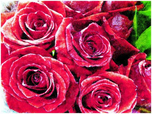 Red Roses Background