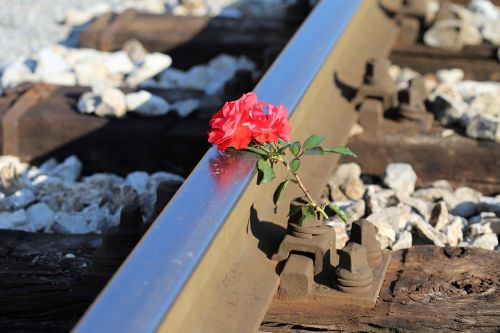 red roses on railway train accident drive carefully