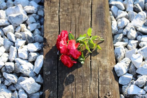 red roses on railway train accident tragedy