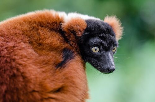 red ruffed lemur wildlife madagascar