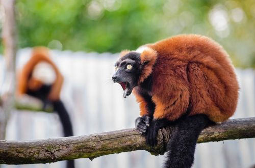 red ruffed lemur wildlife madagascar