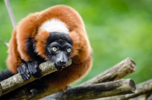 red ruffed lemur wildlife madagascar