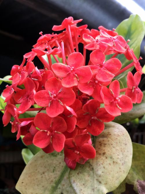 Red Santan