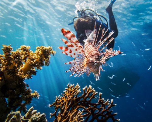 red sea lionfish scuba