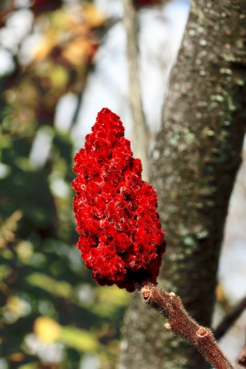 Red Seed Cone