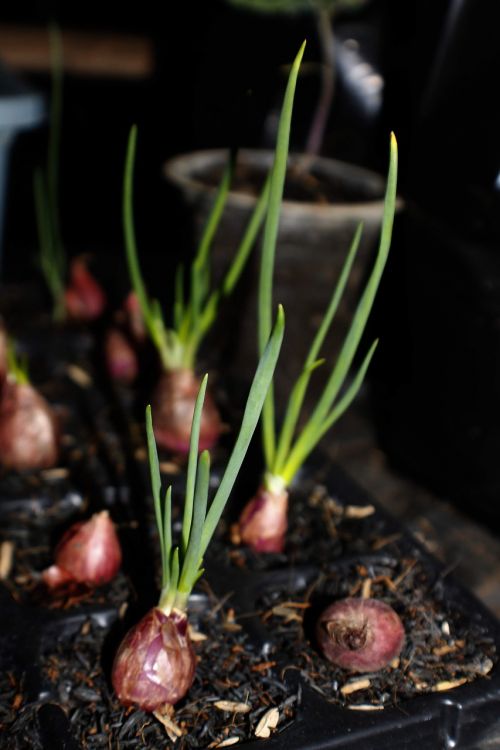 red shallots onion growing