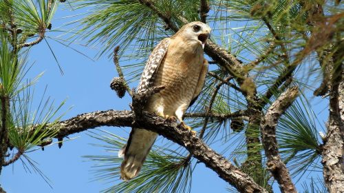 red shouldered hawk perched branch