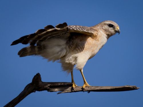 red-shouldered hawk raptor bird