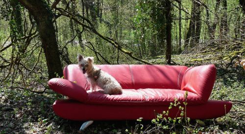red sofa forest still life