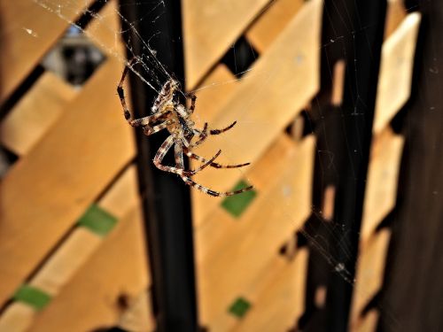 spider spider web cobweb