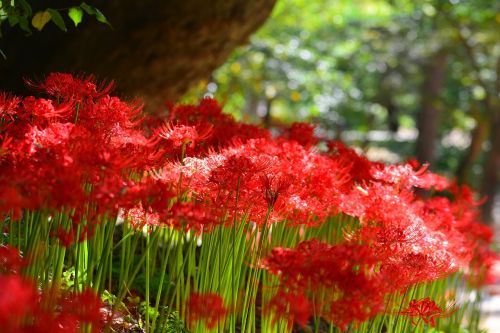 red spider lily korea incheon