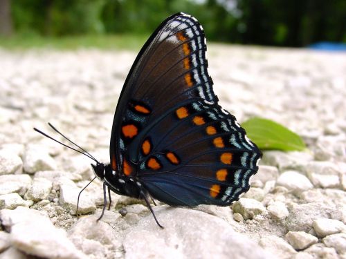 red-spotted purple butterfly