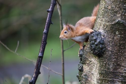 red squirrel wildlife forest