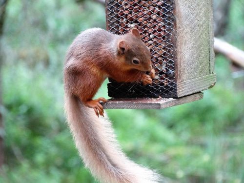red squirrel scottish highlands eating