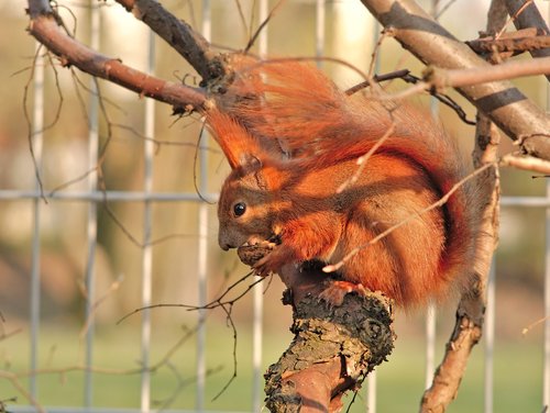 red squirrel  protein  eurasian red squirrel