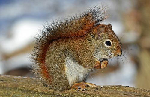 red squirrel rodent nature
