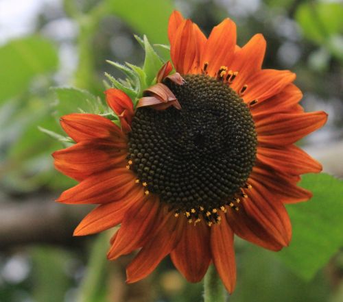 red sun flower floral blossom