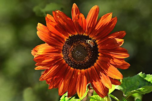 red sunflower  plant  petals