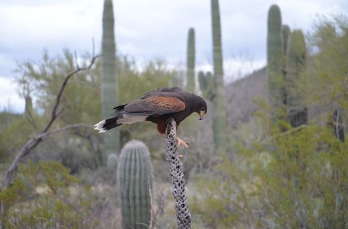 red tail hawk cactus desert