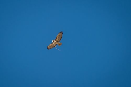 red-tailed hawk flying snake