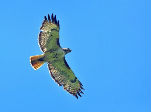 red tailed hawk flying bird