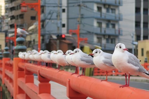 red the parapet of the bridge  sea gull  the water