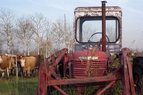 Red Tractor &amp; Cattle
