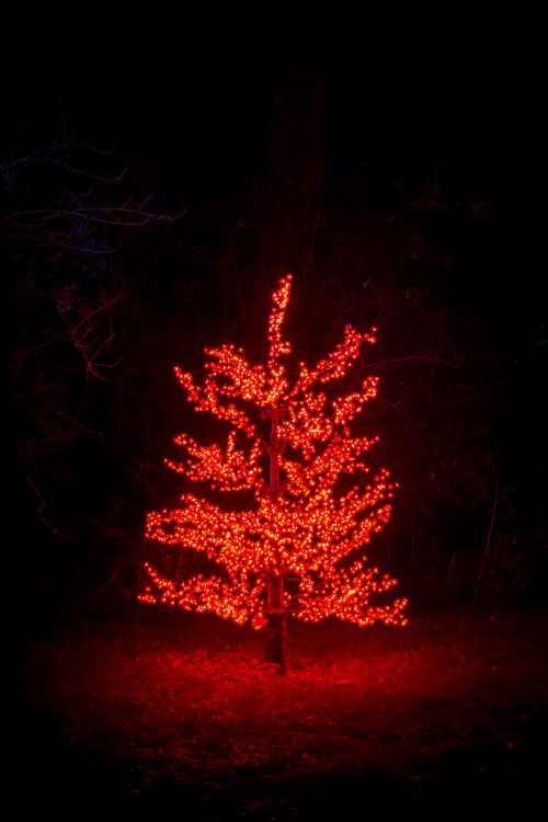 Red Tree At Night