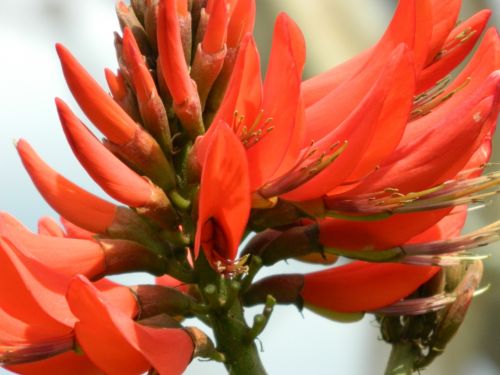 Red Tree Flower