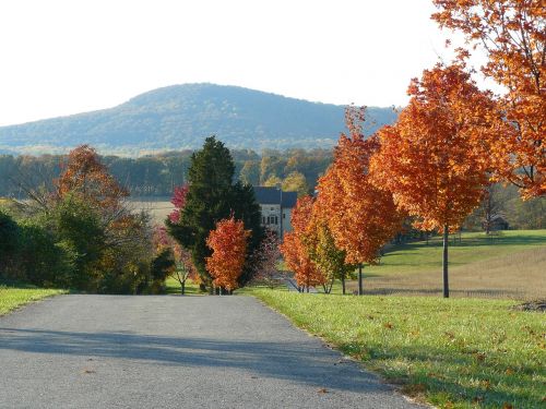 red trees row of trees road