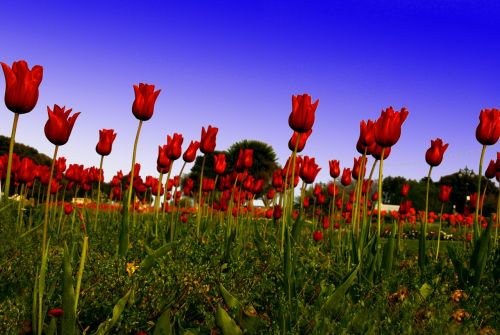 red tulip field green