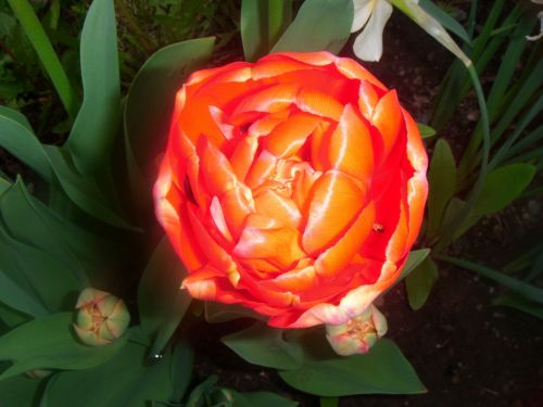 Red Tulip