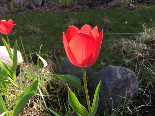 red tulip tulip flower