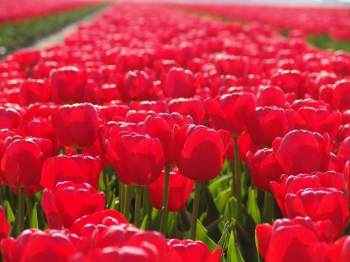 red tulip flower tulip