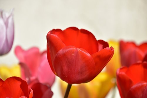 red tulip  garden  flower