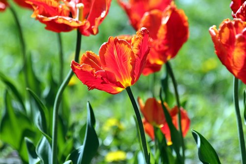 red tulip  the scarlet tulip  flower