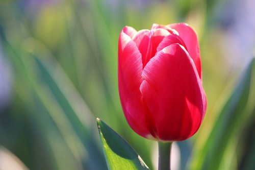 red tulip  bloom  spring