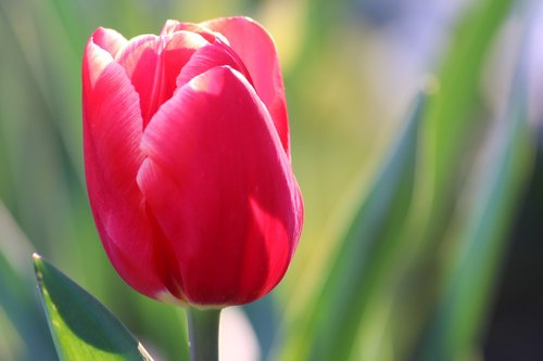red tulip  bloom  spring