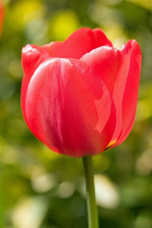 Red Tulip Close-up