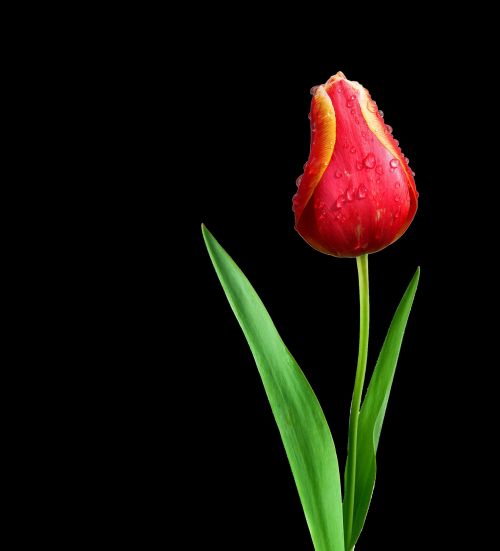 Red Tulip On Black