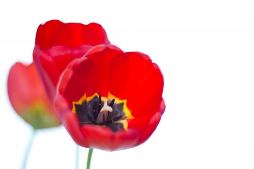 Red Tulips