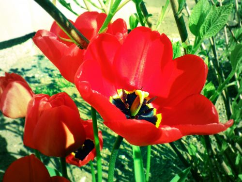 Red Tulips