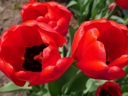 red tulips tulips bright colors