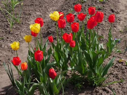 red tulips yellow tulips garden flowers