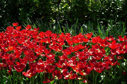 red tulips keukenhof flowers