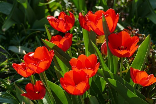 red tulips  in sunlight  bright