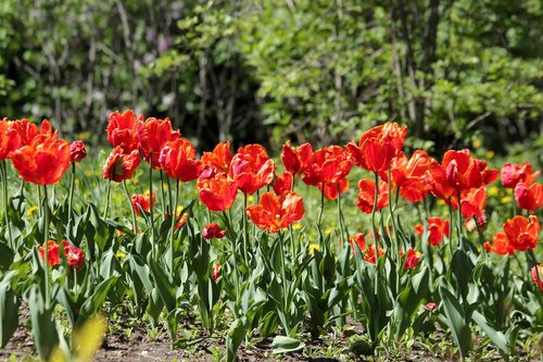 red tulips  flowers  spring