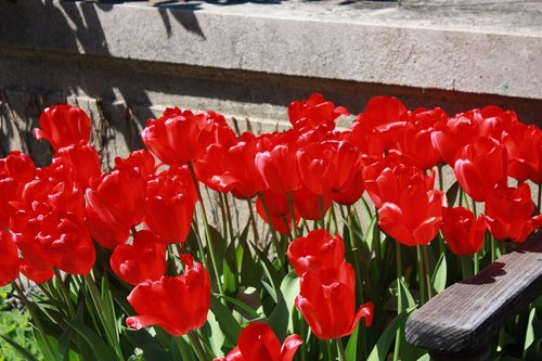 red tulips  flowers  nature