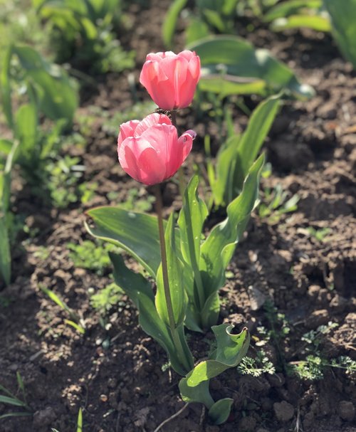 red tulips  tulip garden  flowers