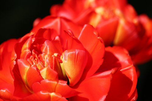 red tulips  roses tulips  frühlingsanfang